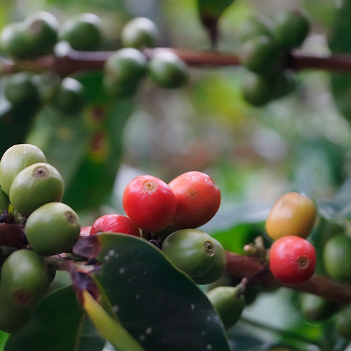 swiss water descafeinado