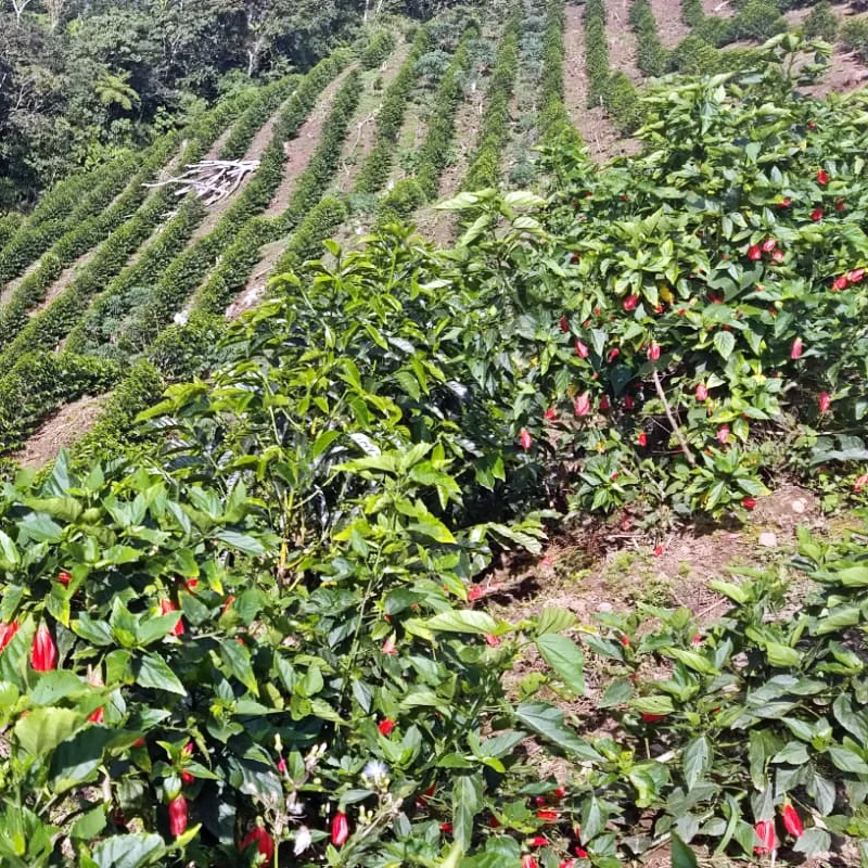 cafe-peru-region-cajamarca-purista-coffee