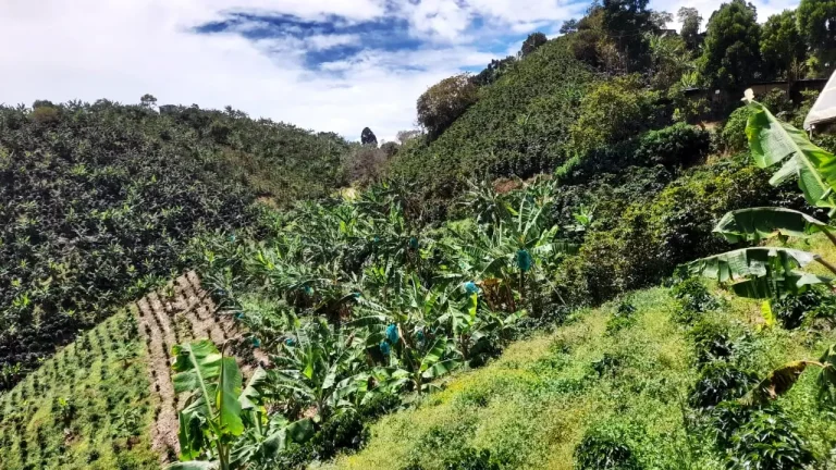 cafe de colombia, zona del huila